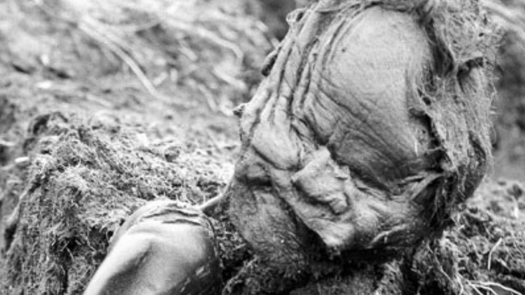 A black and white photo depicting the side view of the Grauballe Man's head emerging from a peat bed